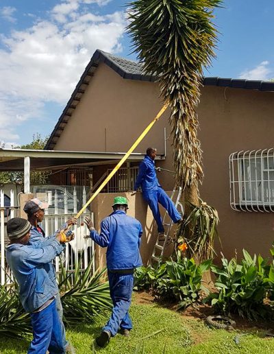 Palm tree trimming