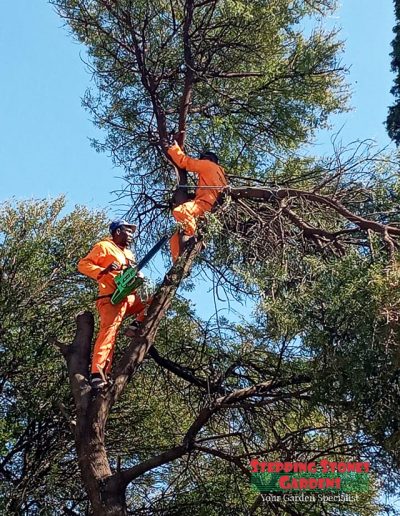 Tree felling