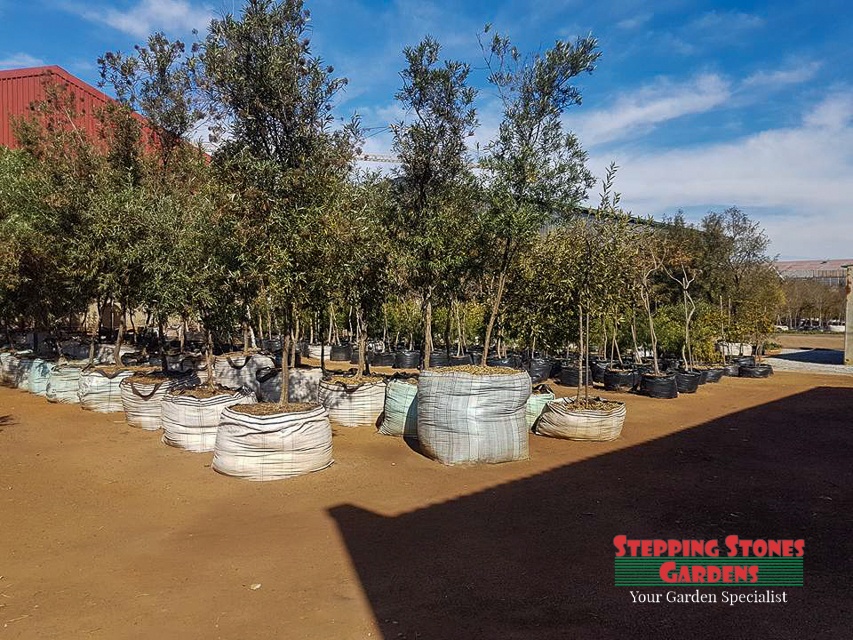 Stepping Stones Gardens Garden Services in Johannesburg South