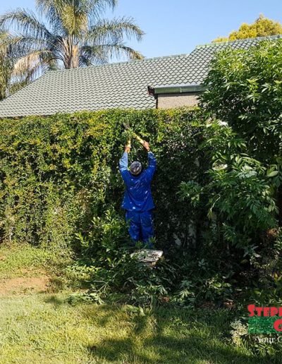 Hedge trimming and pruning