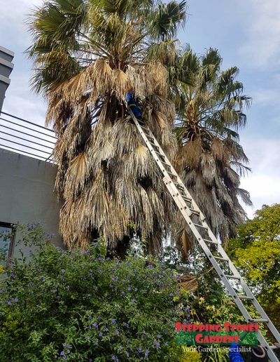 Palm tree trimming